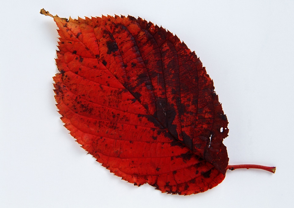 colorful autumnal leaf isolated on white background