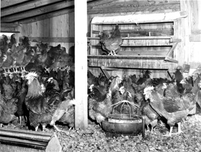 Agriculture:  Broilers, laying hens, Chicken Festival photos
