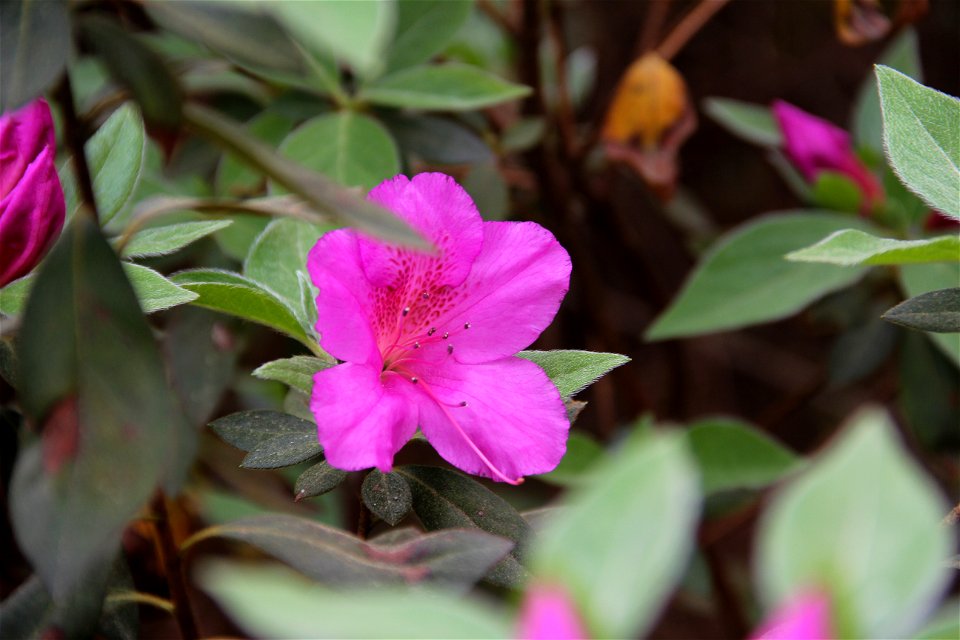 Azalea bloom at WRAL Gardens