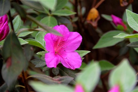 Azalea bloom at WRAL Gardens