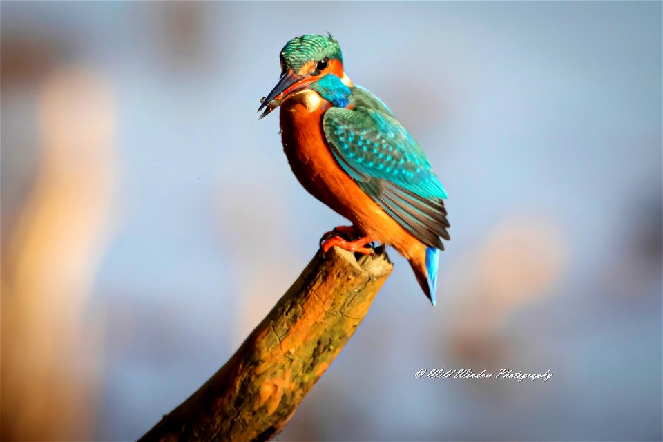 female kingfisher