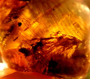 feathered dino in Cretaceous amber