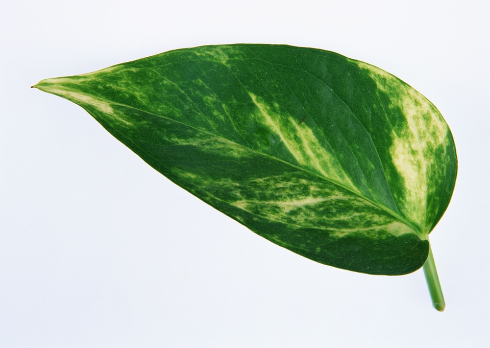 Big green leaf isolated on white background