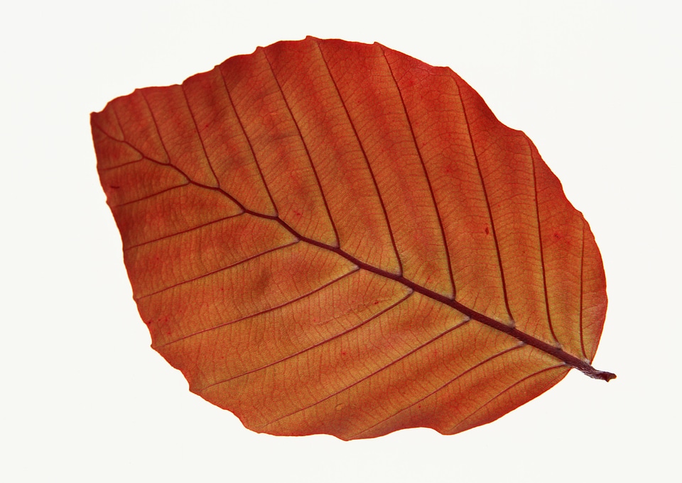 Fall leaf isolated on white background