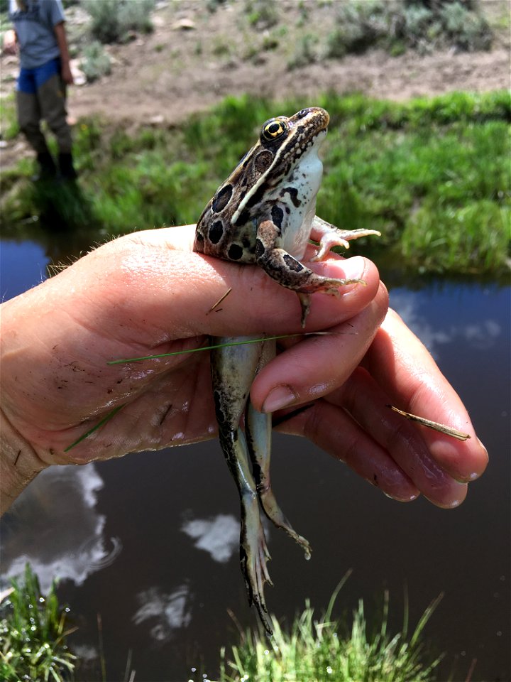 Northern Leopard Frog