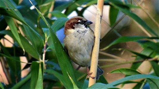 House Sparrow on Bamboo (1) - Suffolk, UK - Taken on February 11, 2021