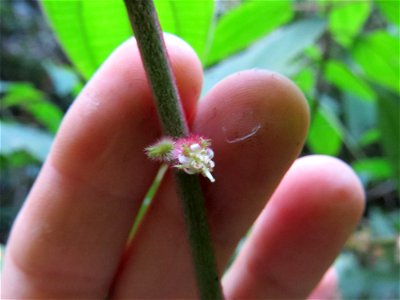 Ossaea marginata (Desr.) Triana