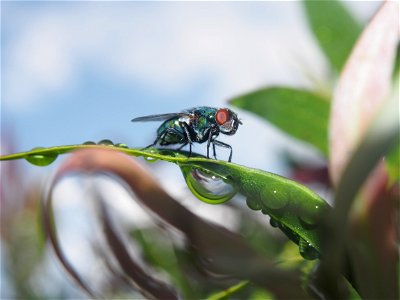 Dewy fly photo