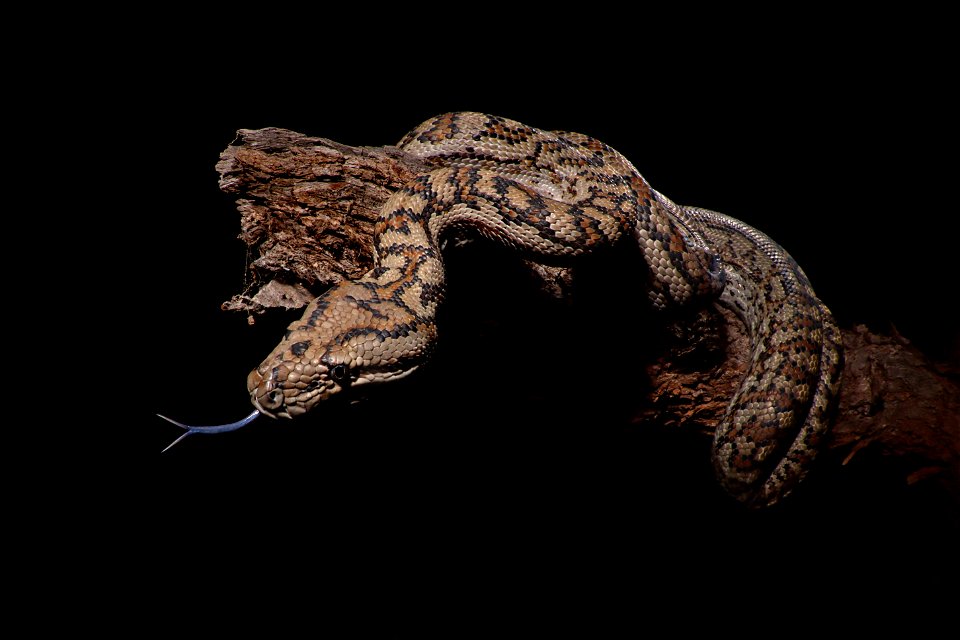 Morelia spilota metcalfei