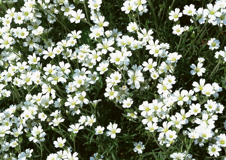 Small white flower