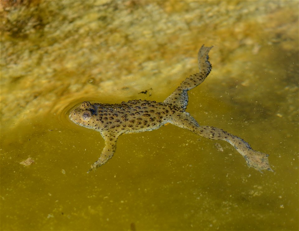 Yellow-bellied Toad (Bombina variegata)