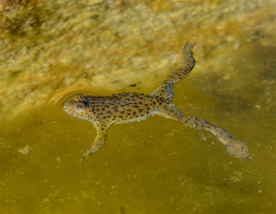 Yellow-bellied Toad (Bombina variegata) photo