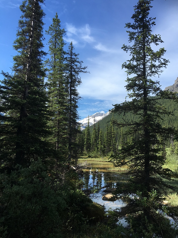 hiking trail in Opabin Plateau above Lake Ohara