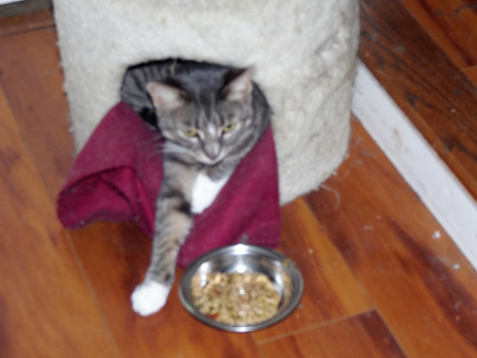 cat