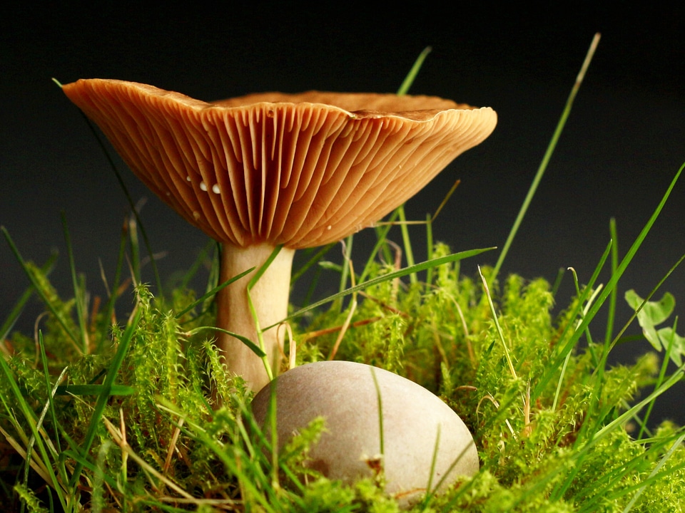 Mushroom picking garden light brown