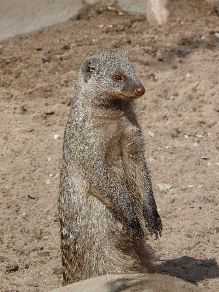 Animal creature cheeky