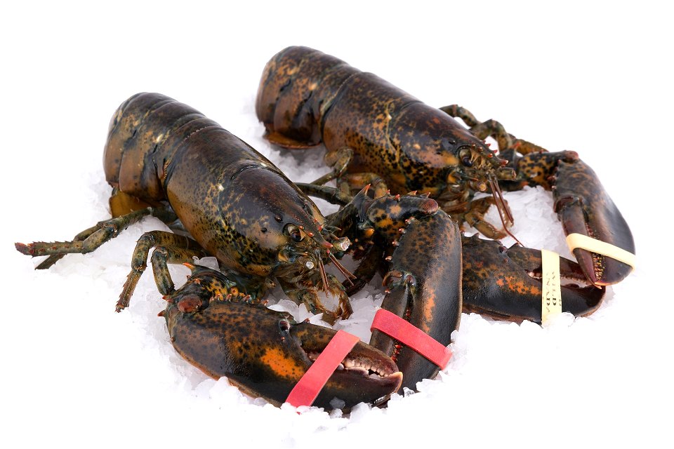 lobster-3448598_1920