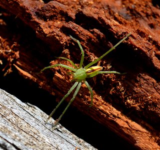 Green Huntsman Spider (Micrommata virescens) photo