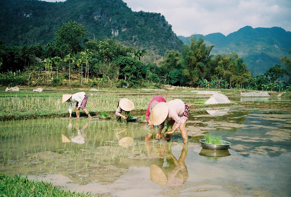 The Farmer planting on the organic paddy rice farmland