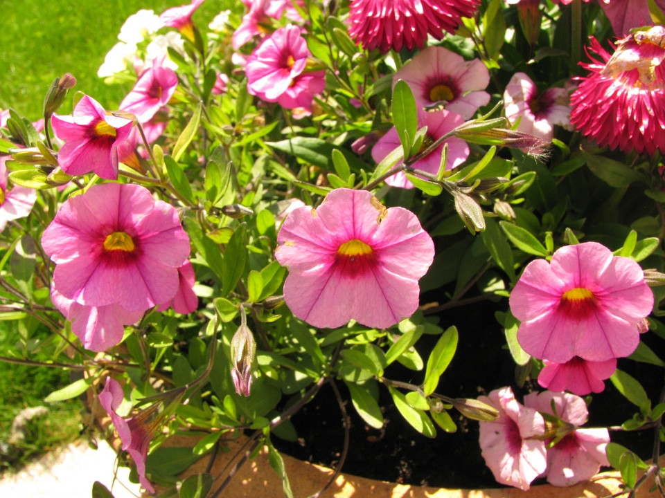 Nature flowerpot summer flower