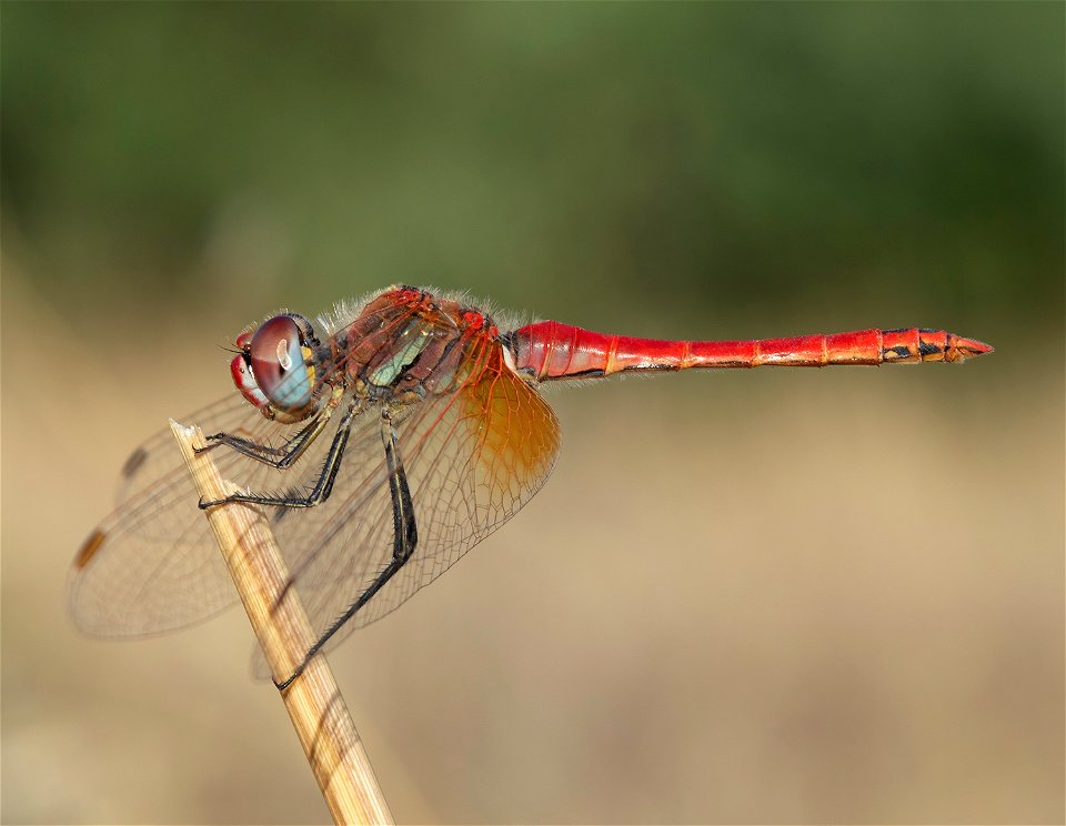 Nomad (Sympetrum fonscolombii)