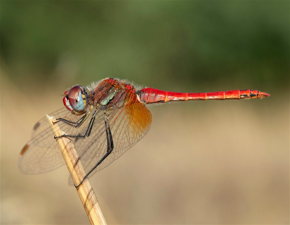 Nomad (Sympetrum fonscolombii) photo