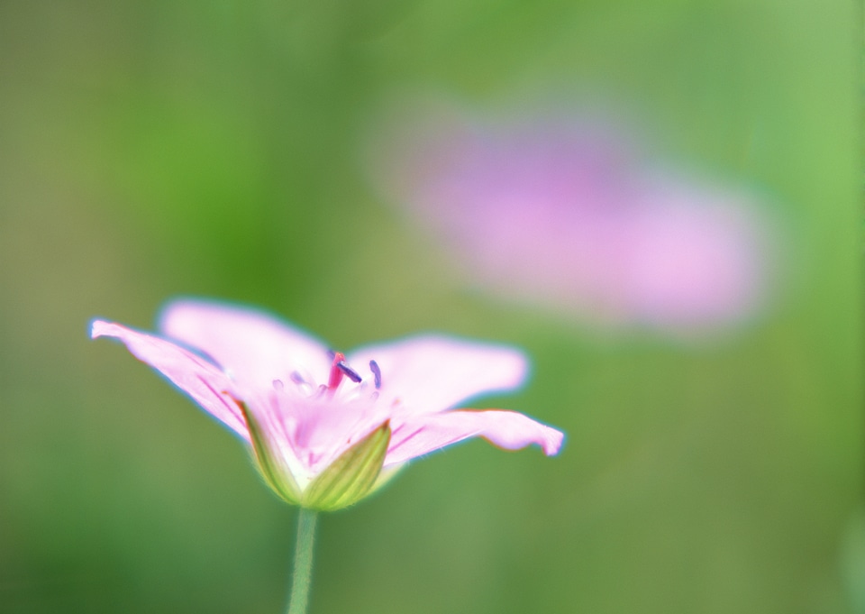Closeup photo of beautiful purple wildflower in spring