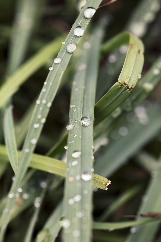 Fresh grass with dew drops close up