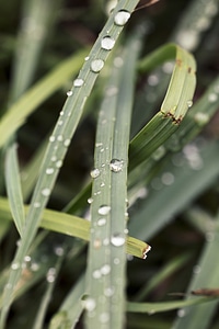 Fresh grass with dew drops close up photo