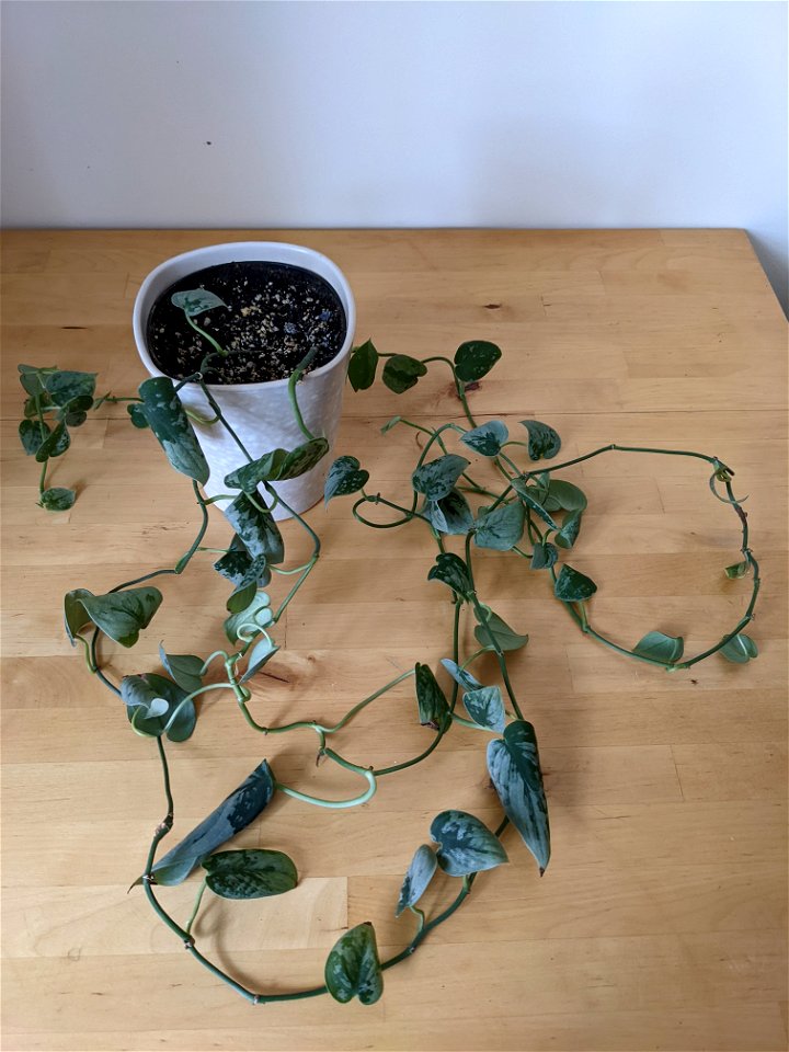 Scindapsus pictus (satin pothos) 2