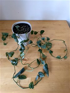 Scindapsus pictus (satin pothos) 2