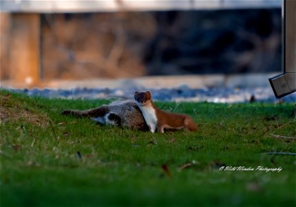 stoat