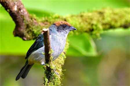 Stilpnia vitriolina (Tángara rastrojera) photo