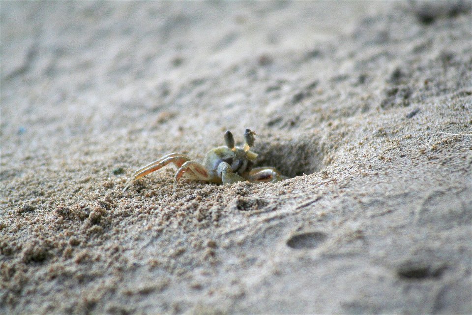 ปู - crab photo