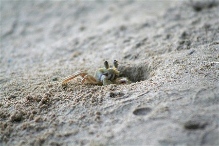 ปู - crab