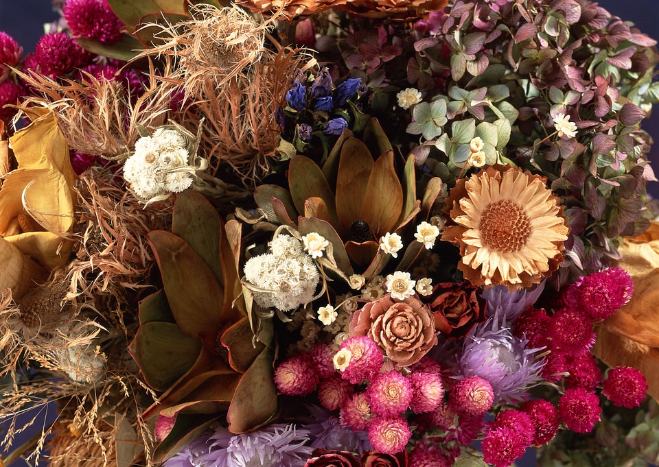 Dried flowers and leaf background.