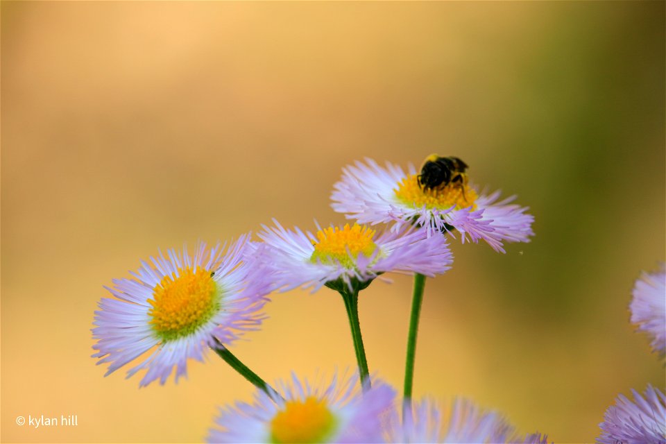 Daisy with bee