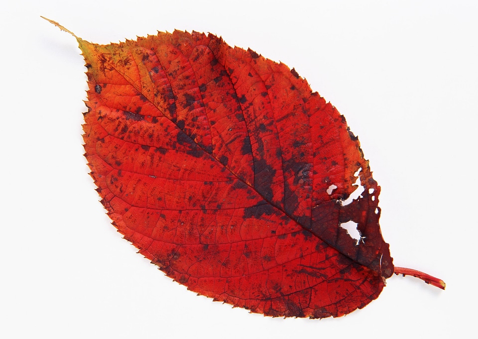 Single red autumn leaves isolated on white background