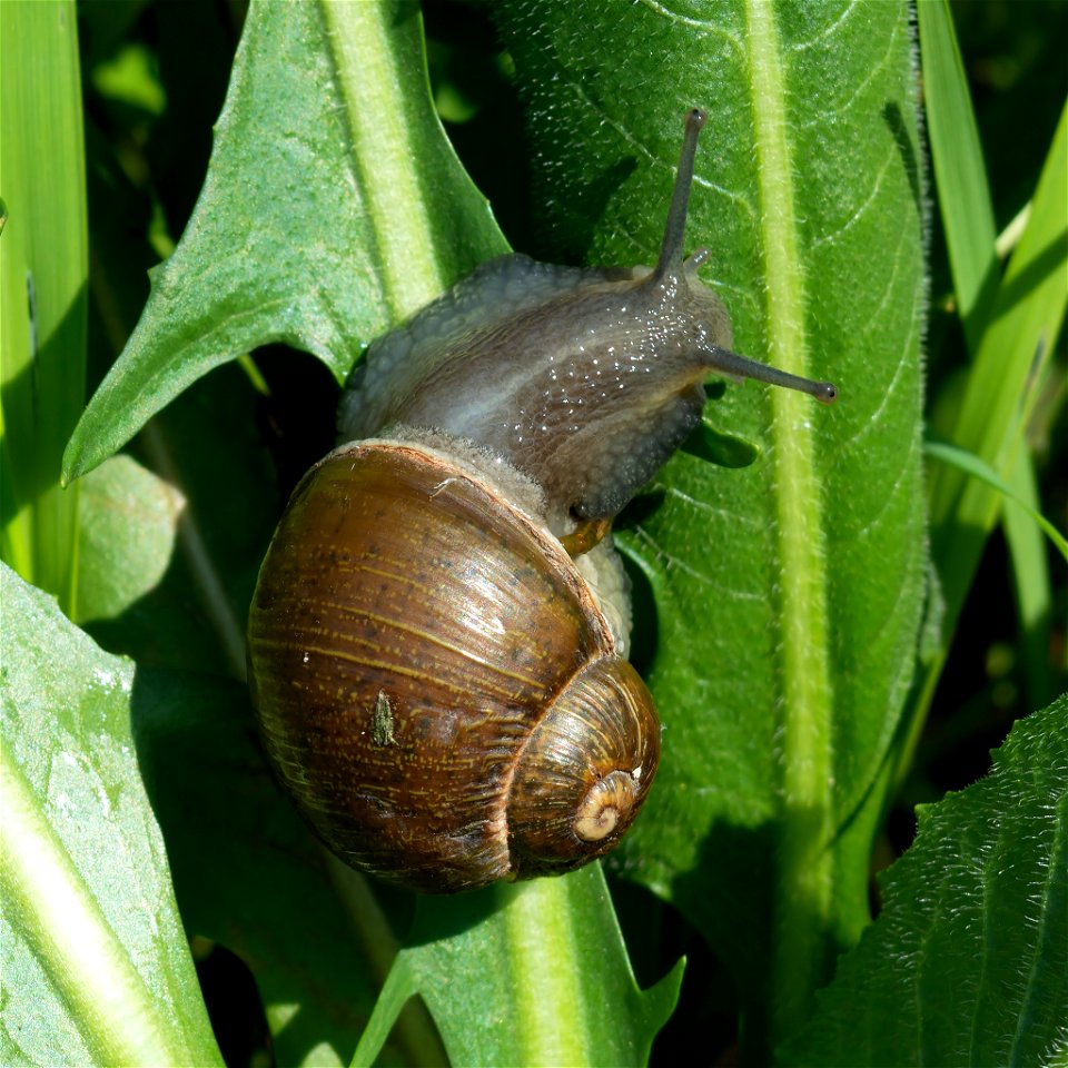 Green Garden Snail (Cantareus apertus)