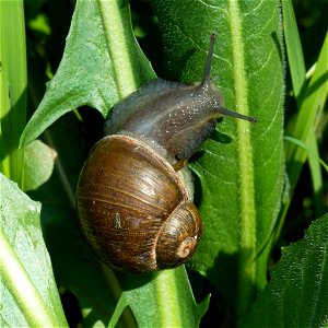 Green Garden Snail (Cantareus apertus) photo