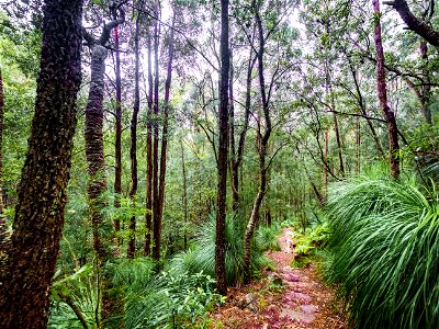 Birdwood Gully (Springwood) - The Blue Mountains Australia