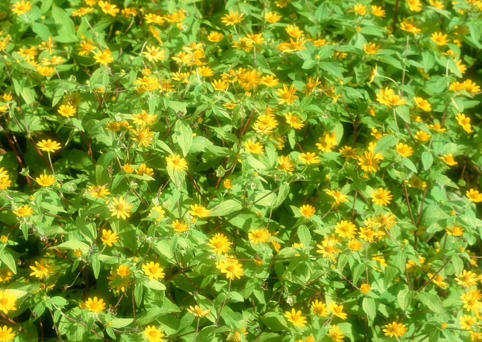 Field of Dahlberg daisy in the garden