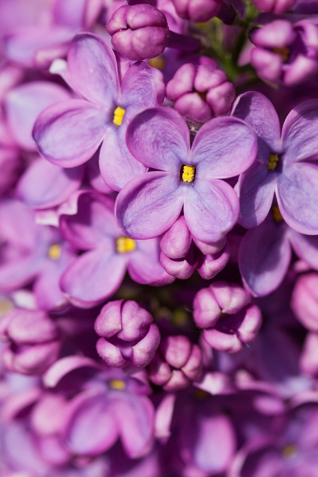 Purple Lilac