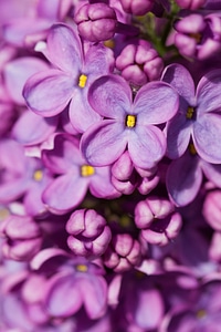 Purple Lilac photo