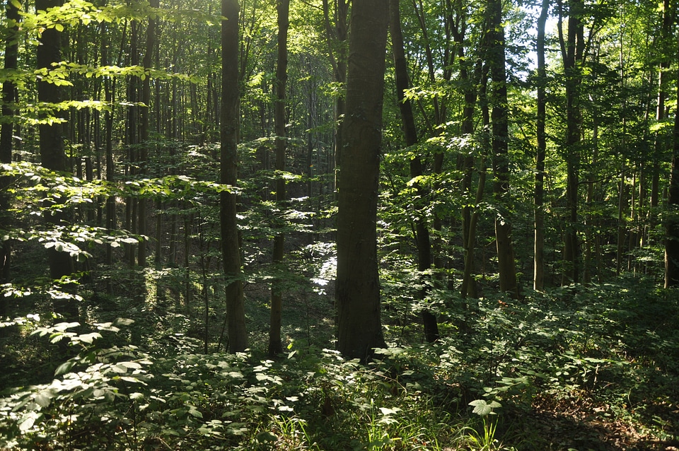 Forest in the middle of the day