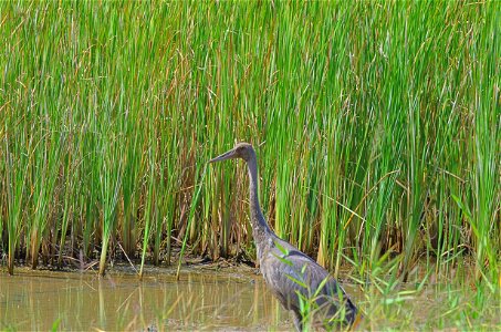 Brolga