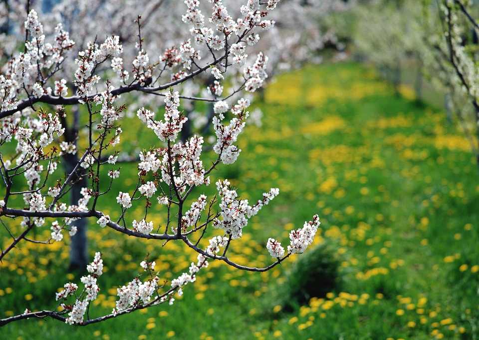 cherry blossoms in the springtime