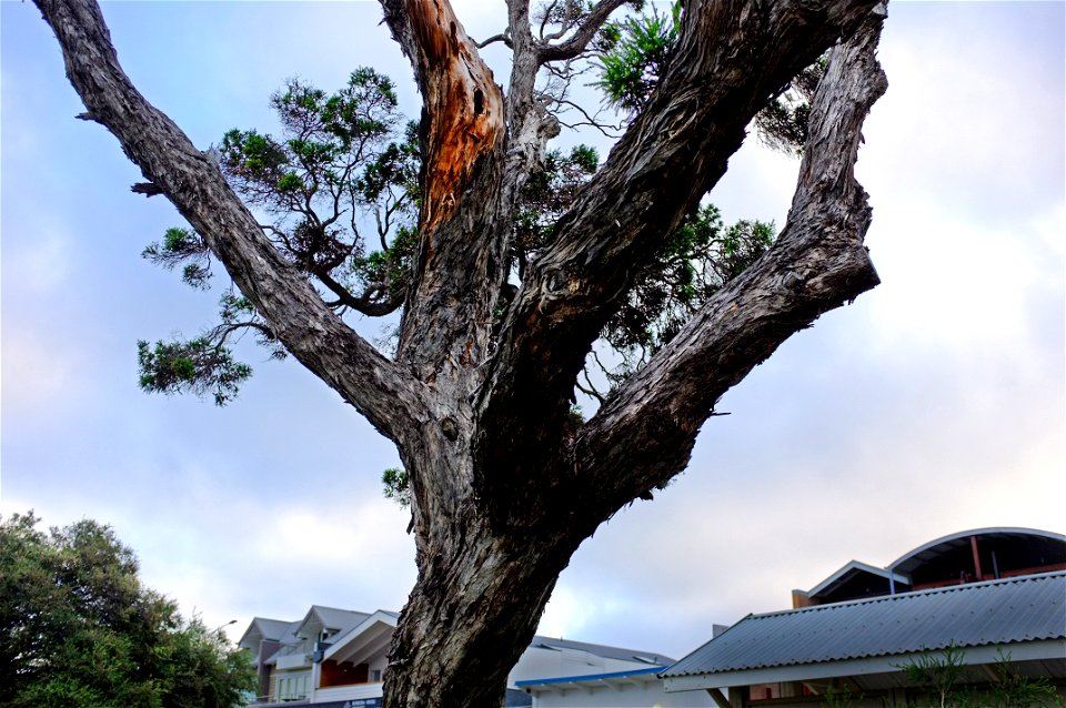 Adam's Tree against the sky, cropped