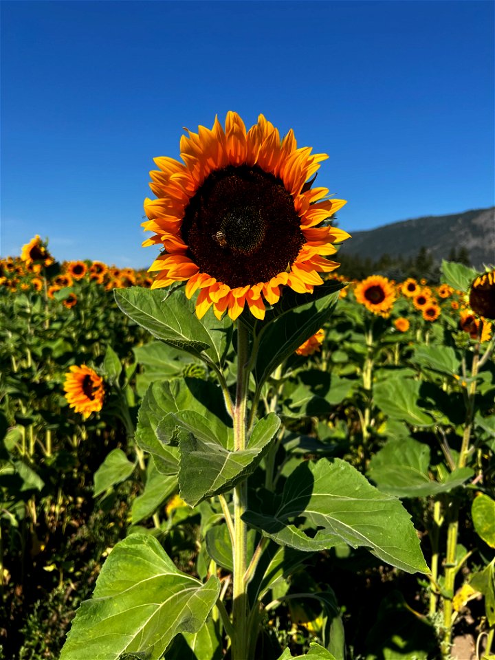 Sunflower fields in bloom 1725