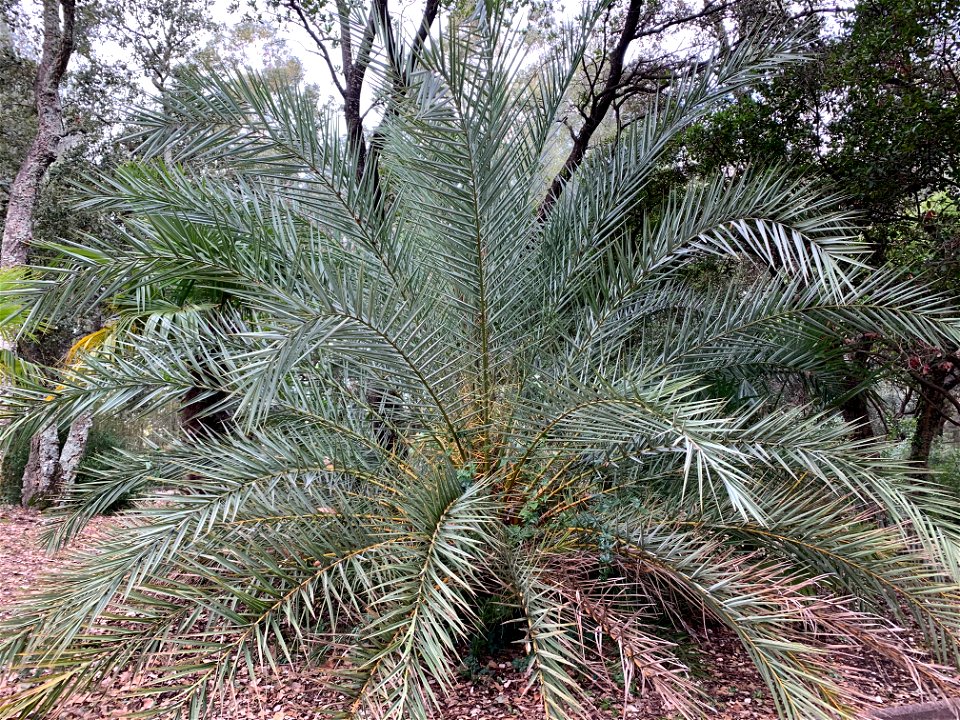 phoenix-theophrasti-plante